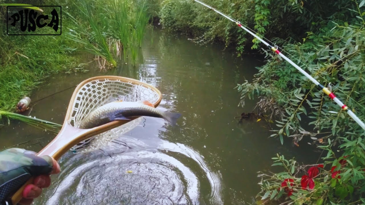 Pescuit la CLEAN, o partida cu capturi neasteptat de frumoase ! BFS fishing for Big Chub !