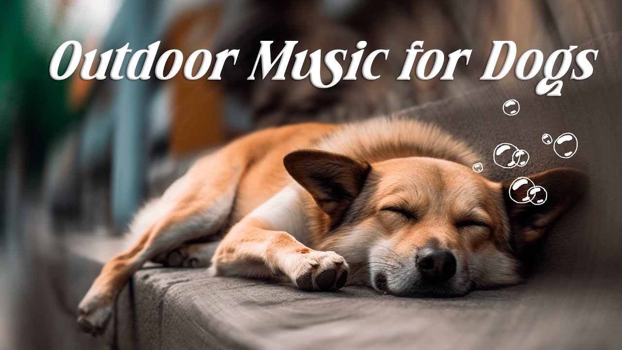 12 Hours Outdoor Calming Music for Dogs 🌿 No Ads • Perfect Relax & Sleep