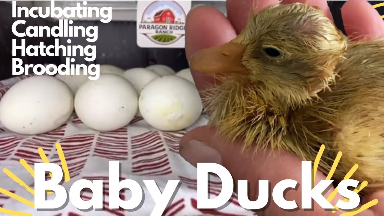 Hatching Baby Ducks Start To Finish: Indian Runner Ducks Candling, Hatching, Brooding and Duck Coop