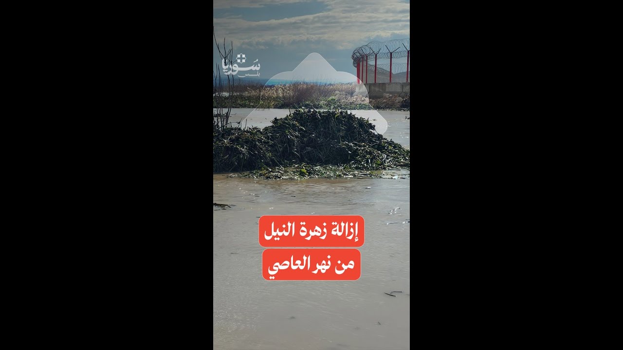 مديرية الموارد المائية في إدلب تواصل أعمال مكافحة زهرة النيل في نهر العاصي
