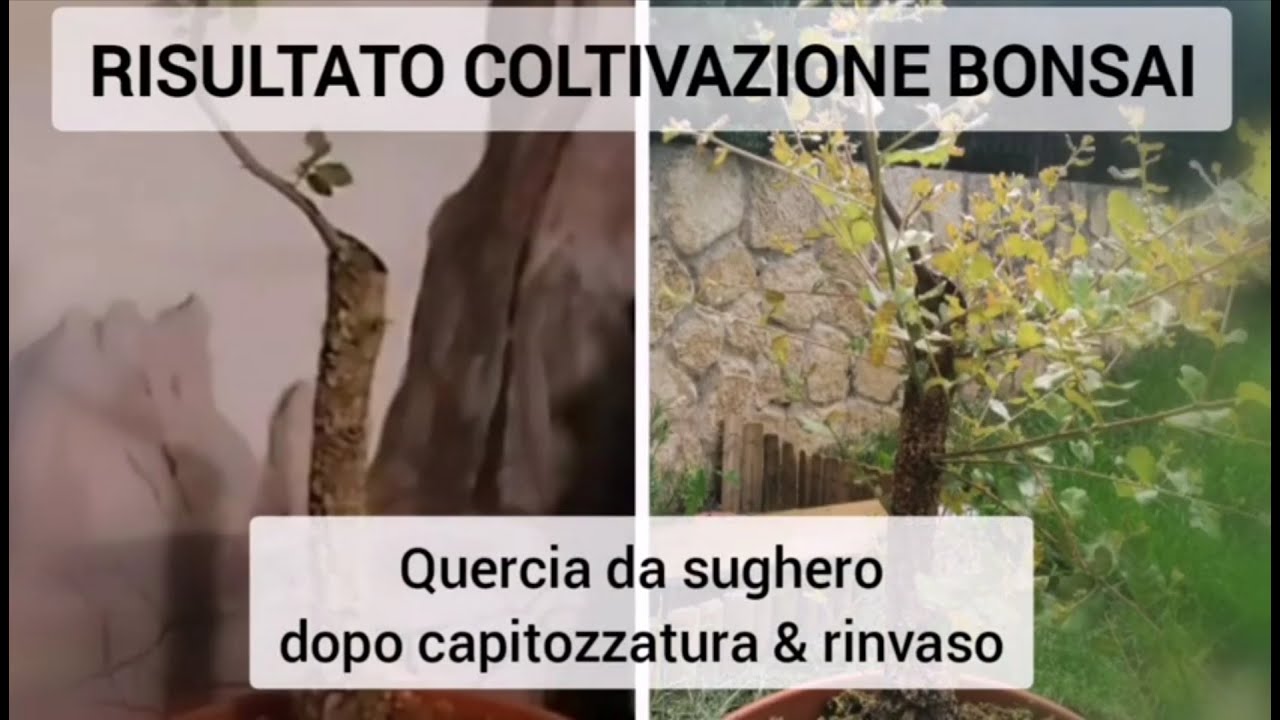 RISULTATO COLTIVAZIONE BONSAI  - QUERCIA DA SUGHERO DOPO CAPITOZZATURA & RINVASO @angolobonsai4328