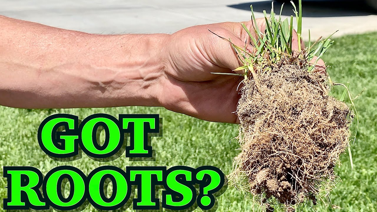 GOT DEEP DENSE GRASS ROOTS? This GREEN LAWN Is Why You Should!