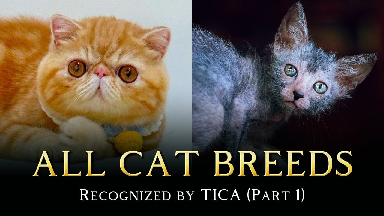 ВСЕ ПОРОДЫ КОШЕК, Признанные Международной Организацией Кошек (TICA) Часть 1