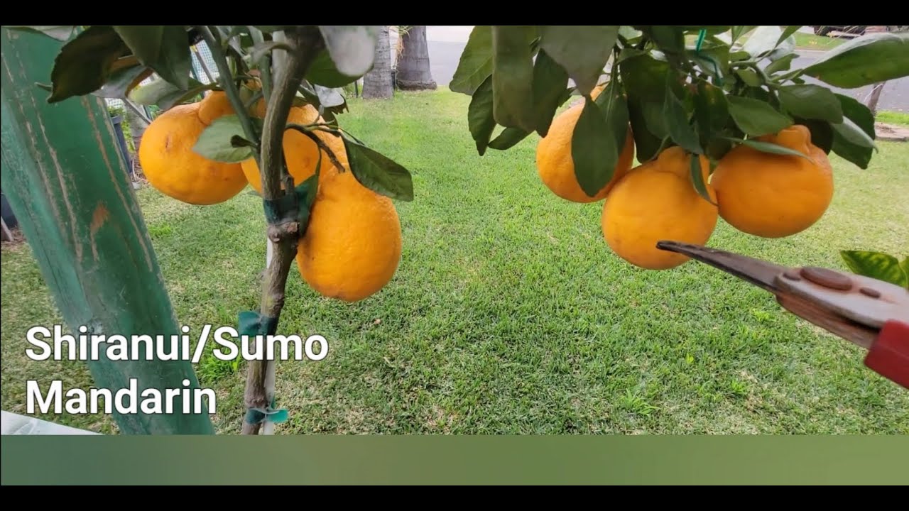 SHIRANUI/SUMO Mandarin and Owari Satsuma Mandarin...which do l prefer?