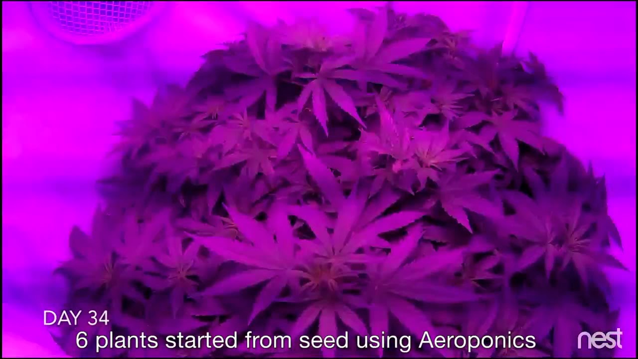 GroBox Test Timelapse - Cloudponics Canada