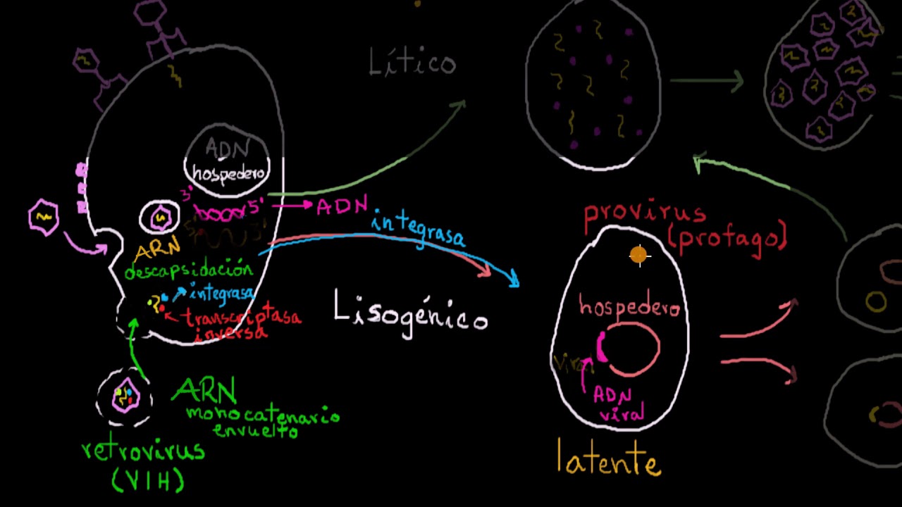Retrovirus | Khan Academy en Español