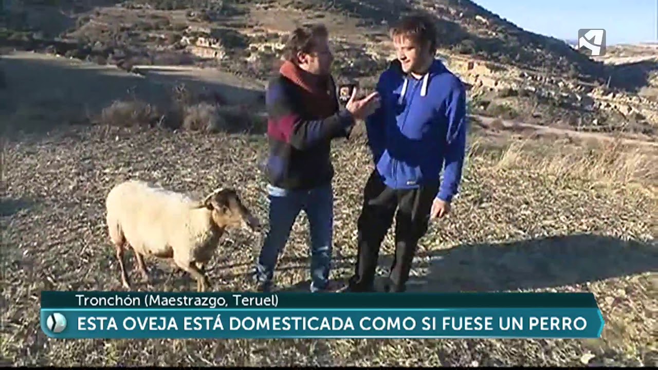 Una oveja domesticada