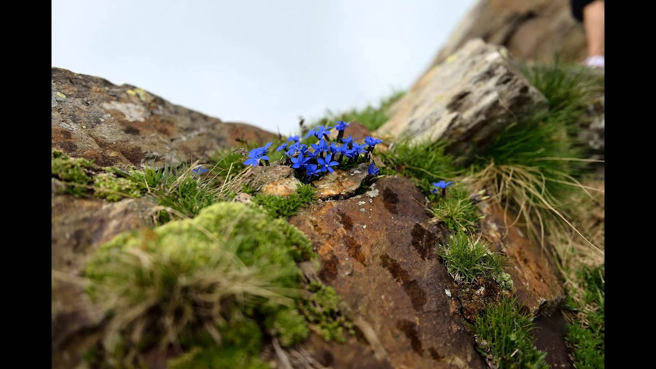 Cros de l'Alp