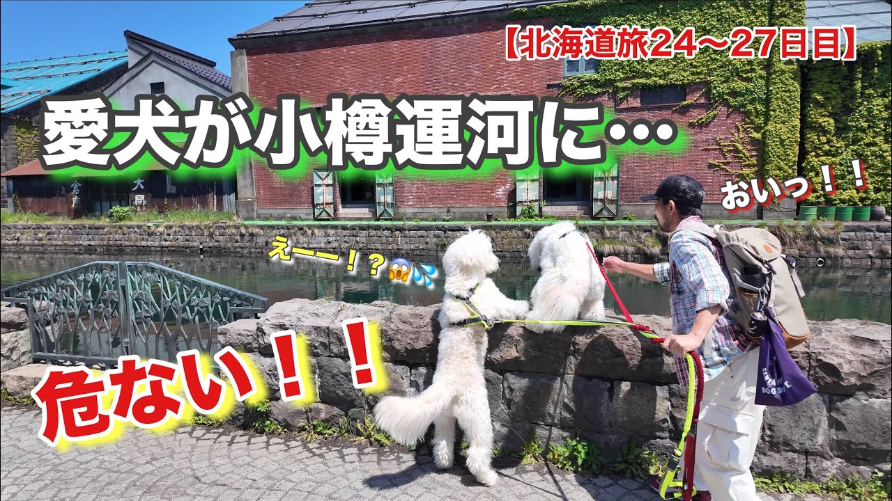 【大型犬多頭飼い50代夫婦の北海道旅】小樽運河でやらかしてます💧＃北海道＃観光＃犬連れ