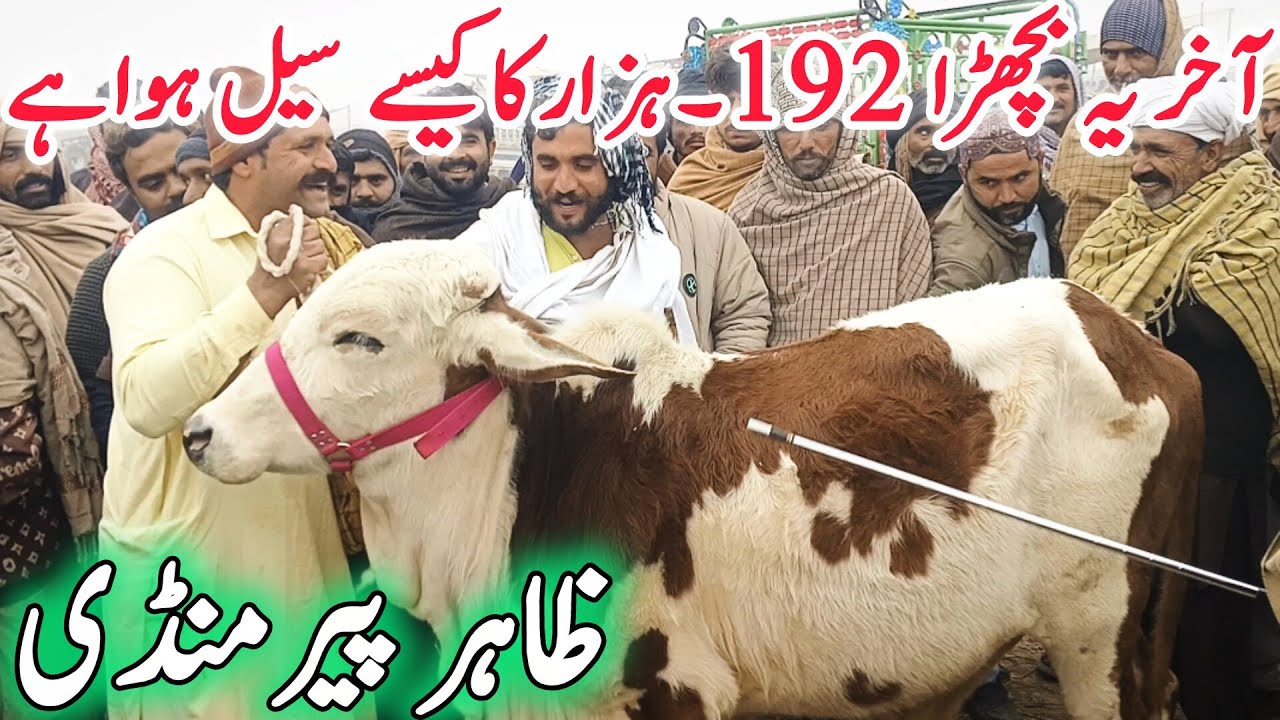 Zahir Pir Mandi Me Hungama | Ablak Bachra | Final Sale 192,000