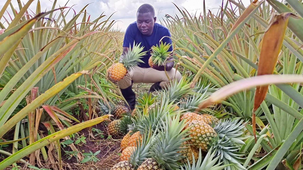 Pineapple Farming 101: A Beginner's Guide to Growing Sweet Success!