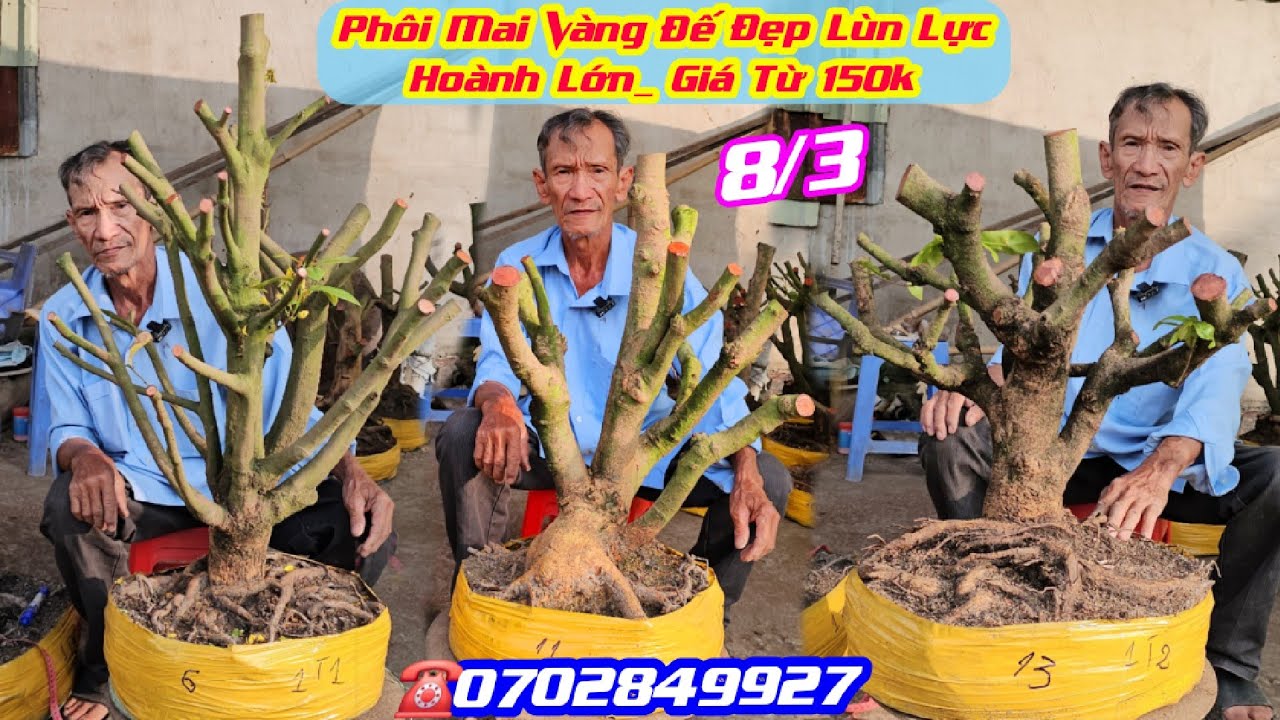 #ChúNgân_0702849927, BG 8/3, Phôi Mai Vàng Hoành Từ 25_30, Đế Đẹp, Giá Rẻ Từ 150k / CS Cần Thơ