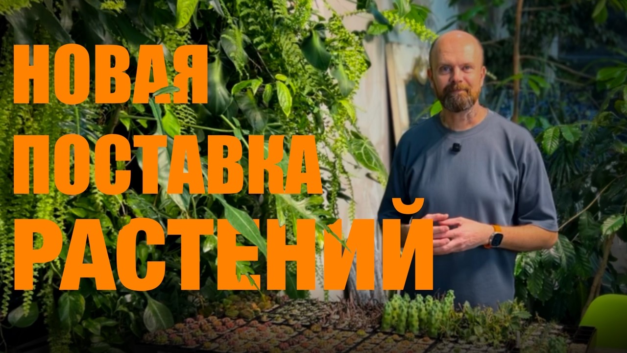 привезли РАСТЕНИЯ из Таиланда | обзор но БОЛЬШУЮ поставку GREENRARE