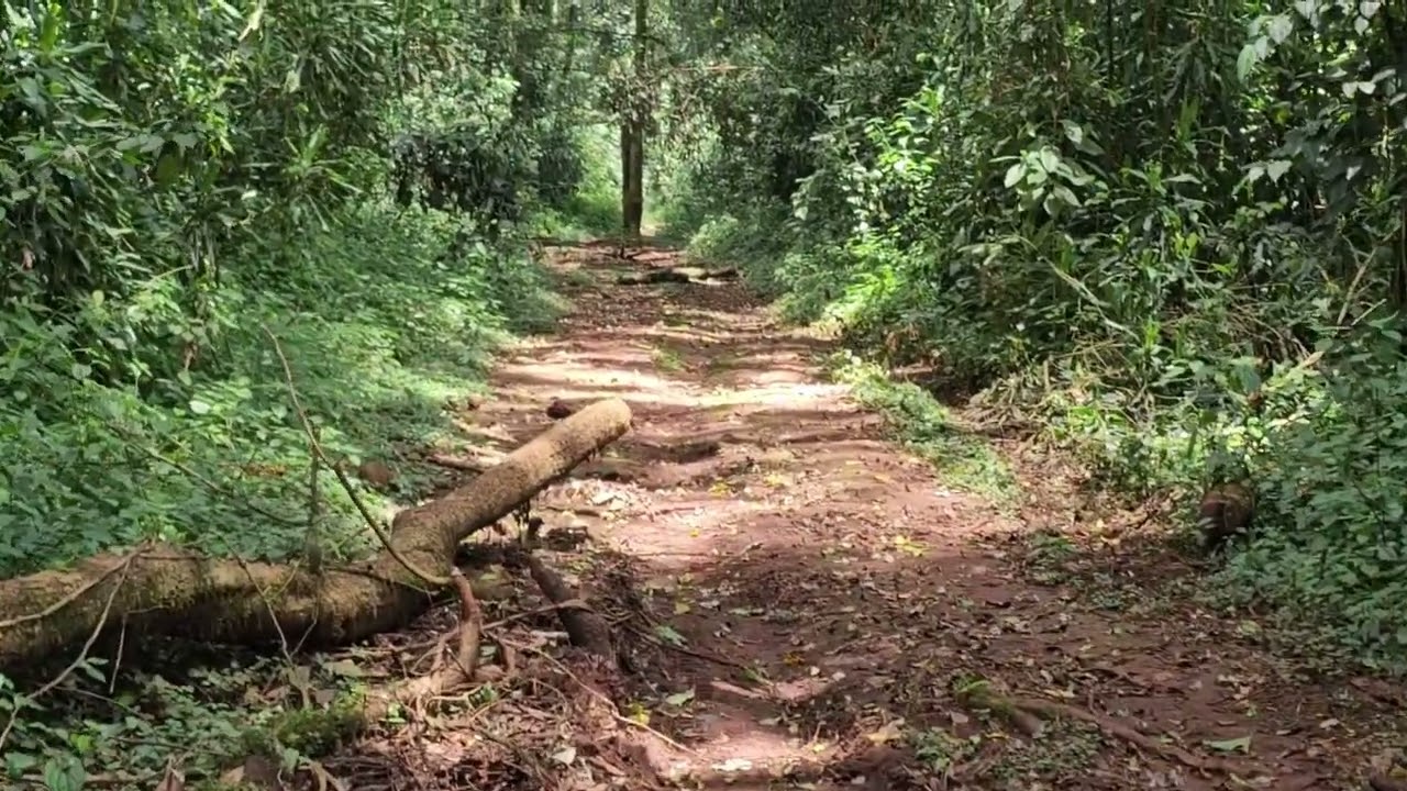 A Hike To Kakamega Forest. The Highest Peak.