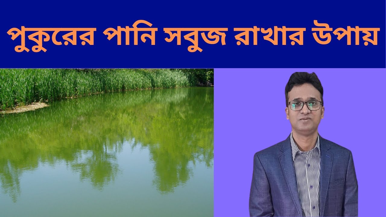 পুকুরের পানি সবুজ রাখার উপায় (Green water colour_Natural food for fish & shrimp)