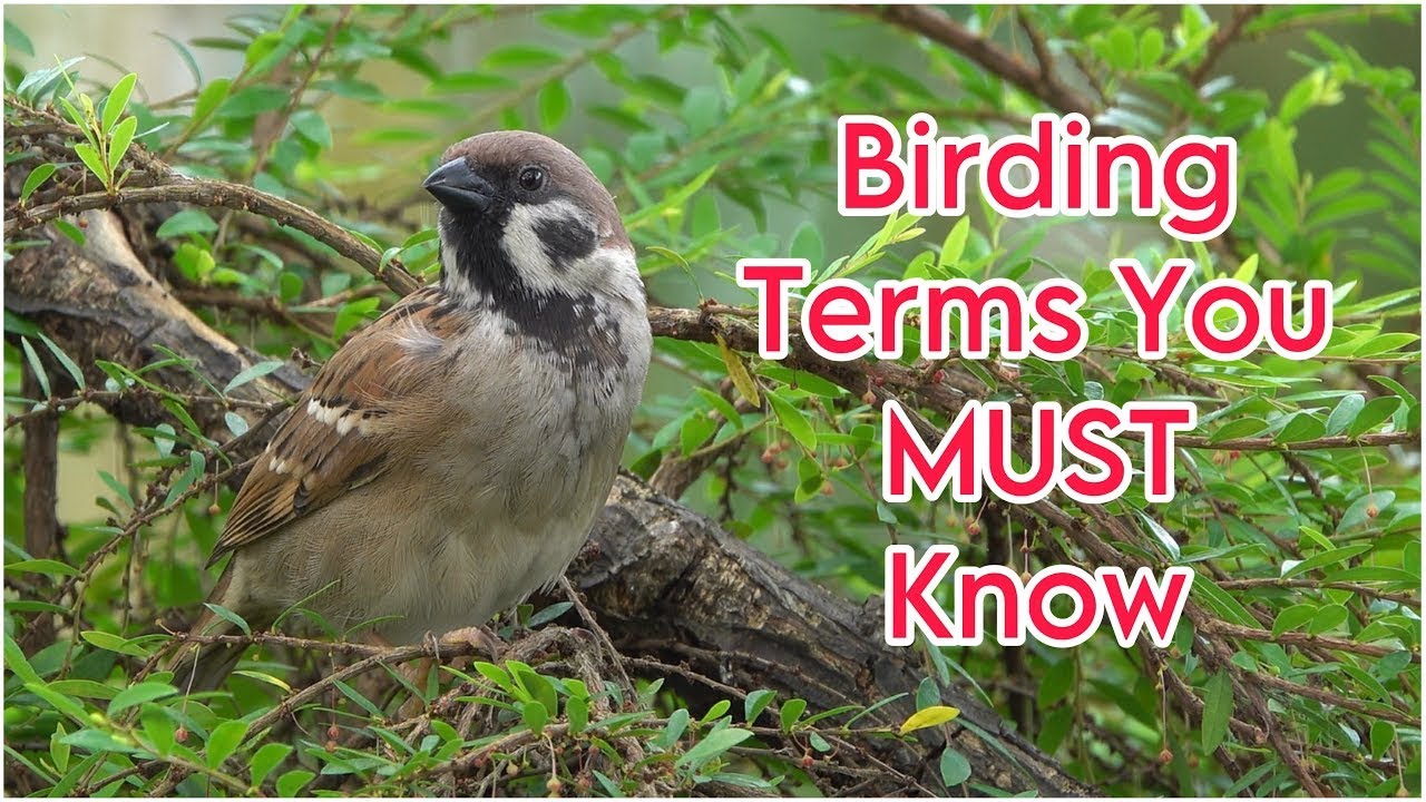 12 Essential Birdwatching Terms Every Beginner Should Know