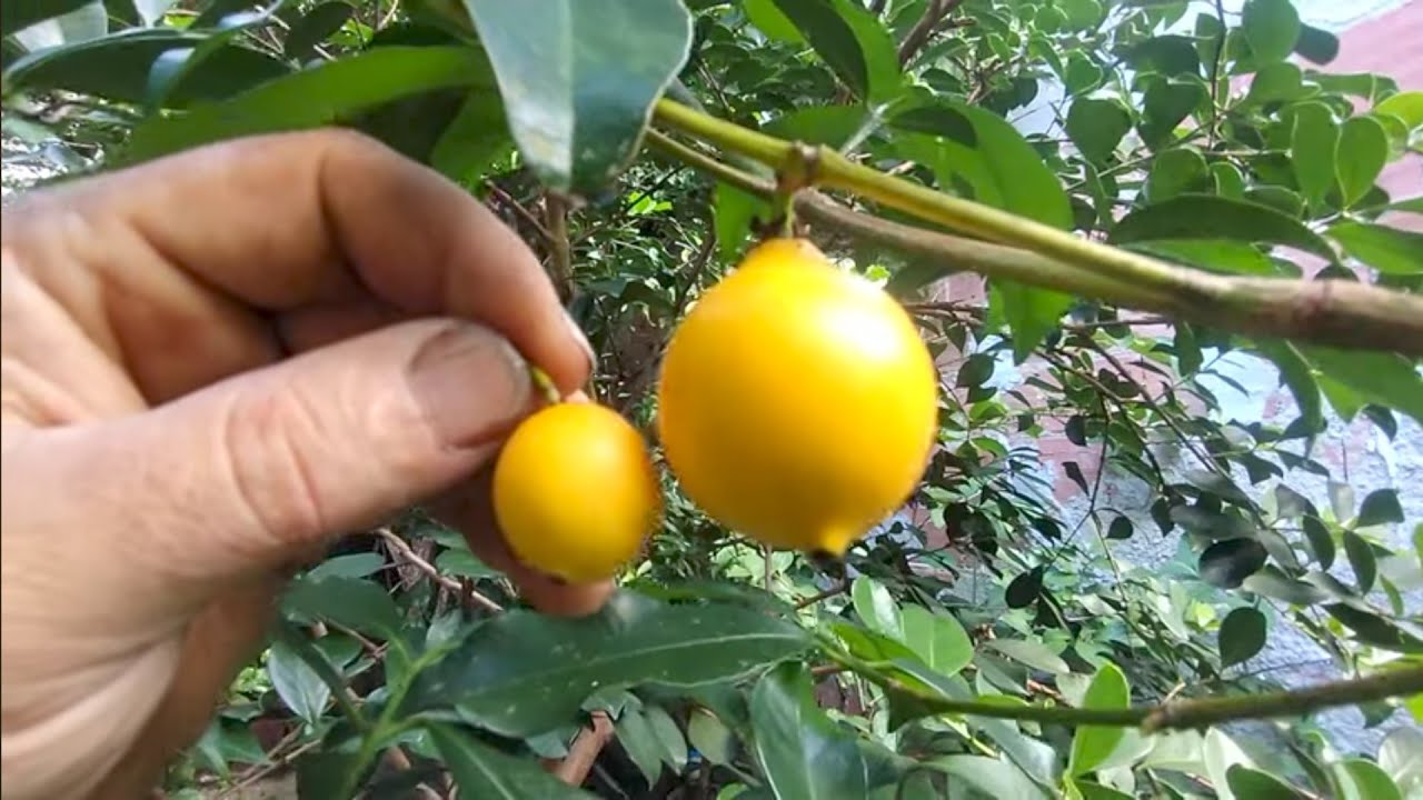 Frutíferas produzindo bacupari mirim figo roxo Valinhos Figo verde pingo de mel araçá e abil amarelo