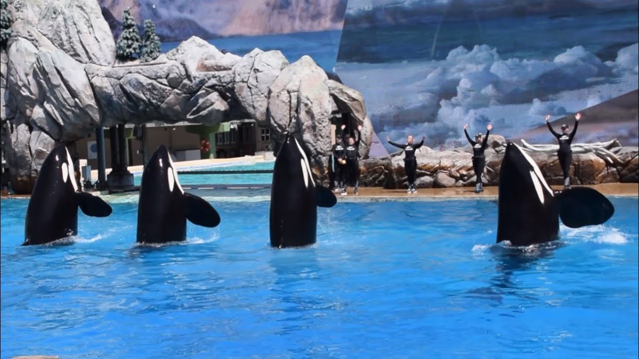 Orca Encounter (Full Show) at SeaWorld San Diego on April 8, 2025 at 12 PM 
