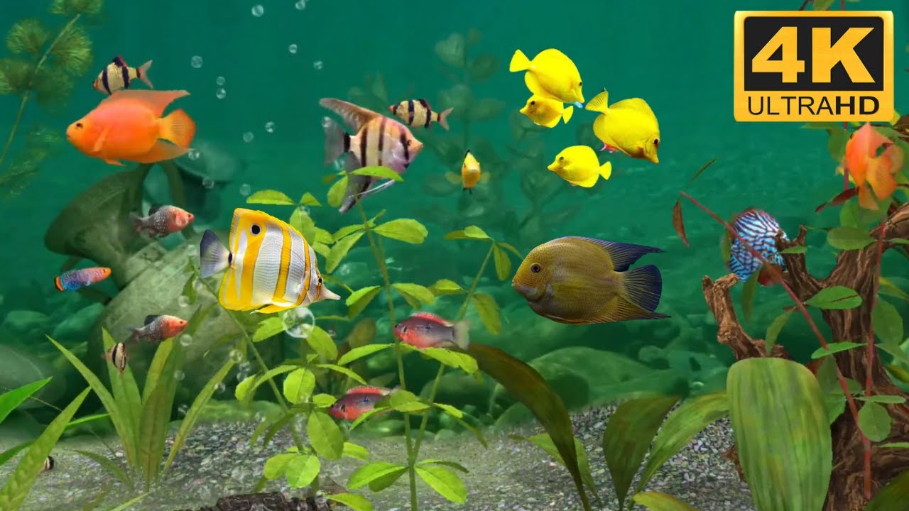 aquario virtual para fundo de tela - aquario relaxante 4k