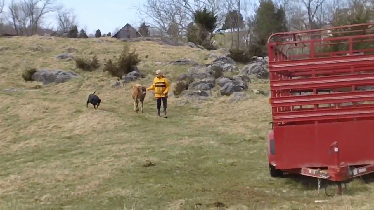 Oxen Training With Carol