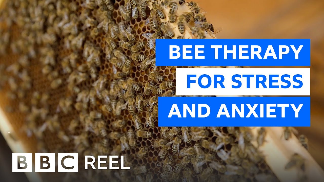 The stress-busting benefits of sleeping with bees - BBC REEL