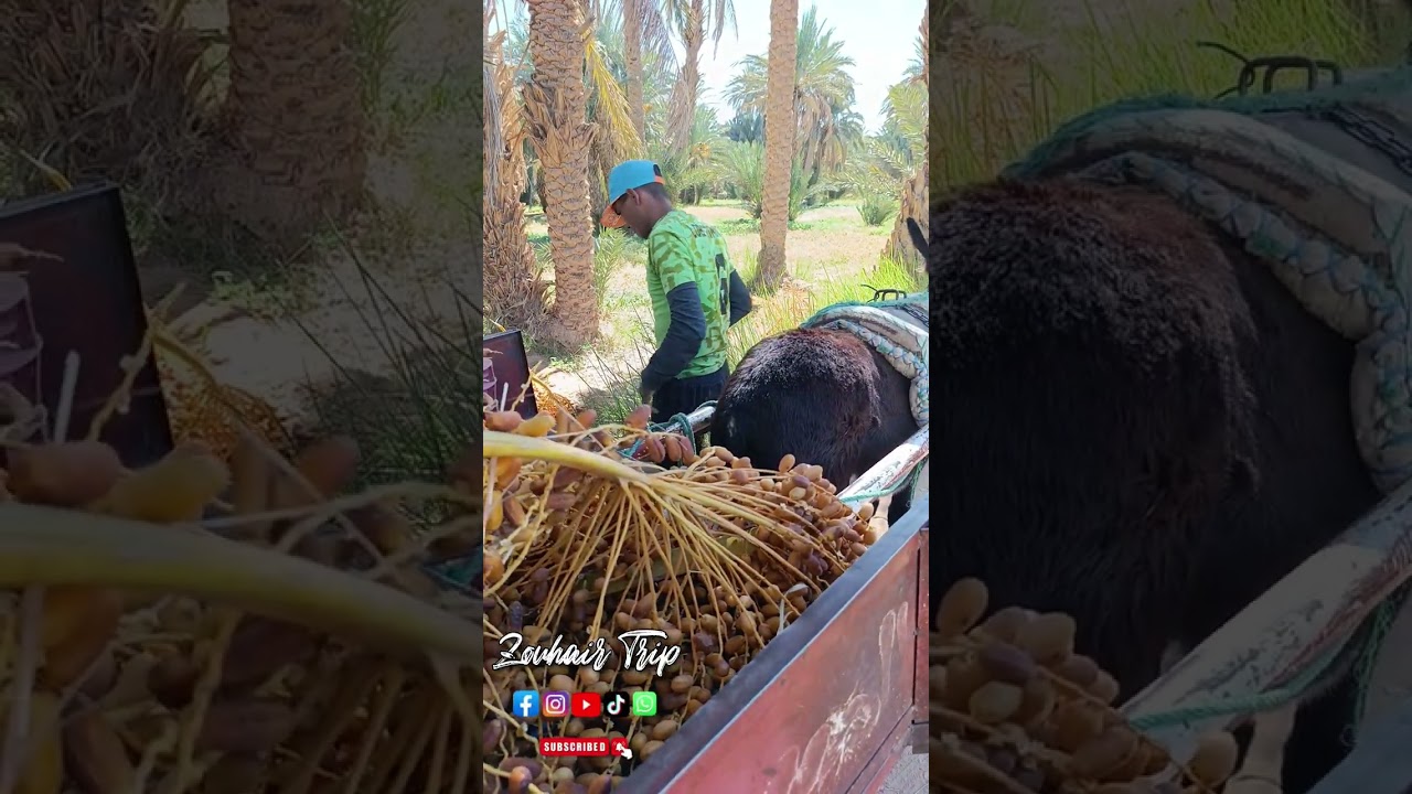 أرفود واحة الجرف 