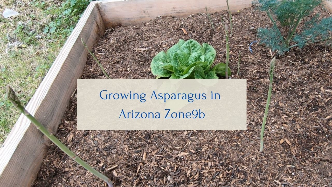 Growing Asparagus in Arizona Zone9b