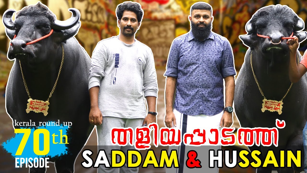 EP-70 SADDAM HUSSAIN BUFFALO | തളിയപാടത്ത് സദ്ദാം ഹുസൈൻ | പോത്ത് കേരളത്തിലെ പ്രമുഖർ #kerala_round_up