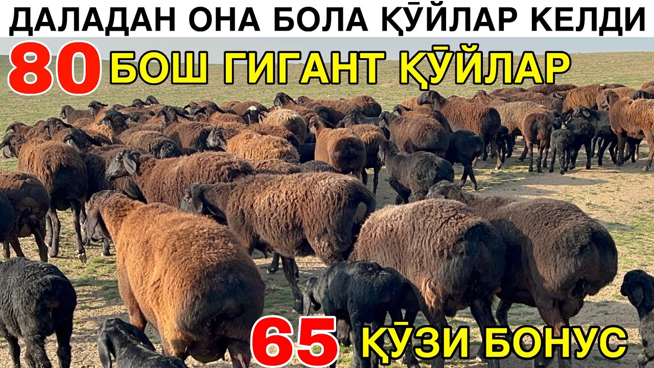 ГИГАНТ ОНА БОЛА ҚӮЙЛАР ☎️+998943320698