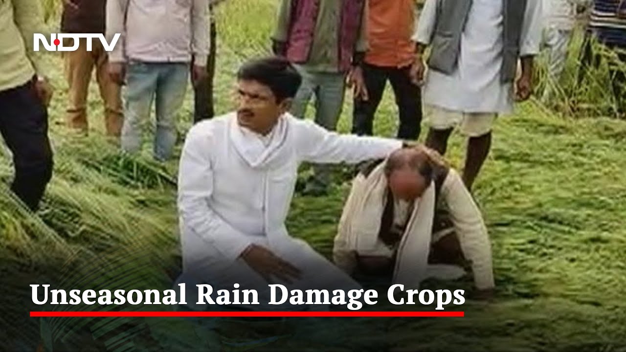 Untimely Rain Causes Massive Crop Damage In Madhya Pradesh