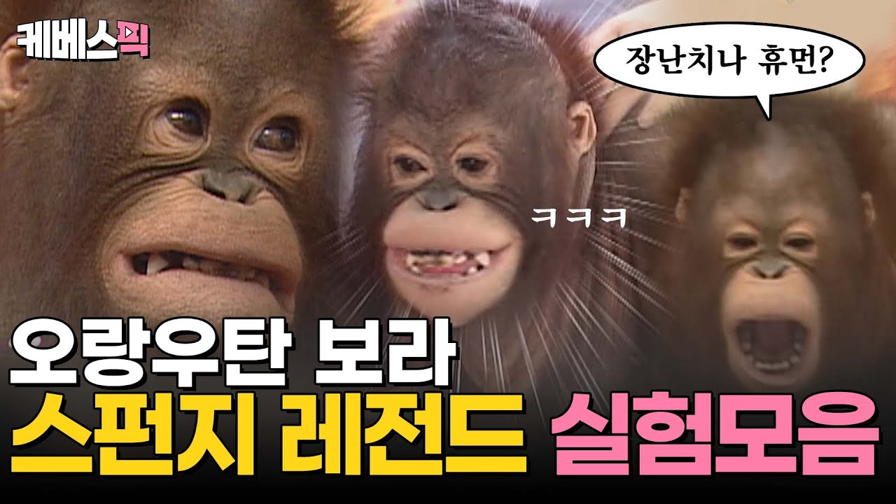 [#스펀지] Hoxy 오랑우탄 보라를 아시나요?🙈 보라와 함께한 스펀지 레전드 실험 ㅋㅋ 🐒🔍 | 스펀지149,160회 방송