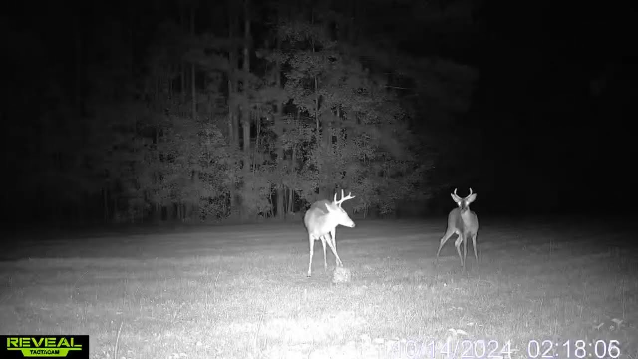 Food plot clips #deer #bucks #foodplots #feed #doe #deerhunting #trailcams #feedercam #antlers