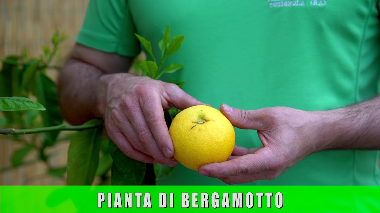 Pianta di Bergamotto in vaso