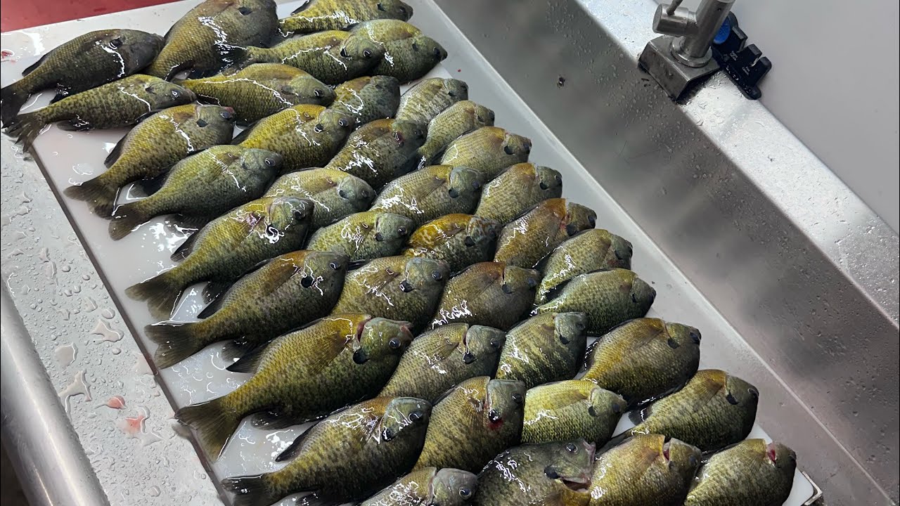Late October Bluegill Fishing in Old Cut , Long Point .