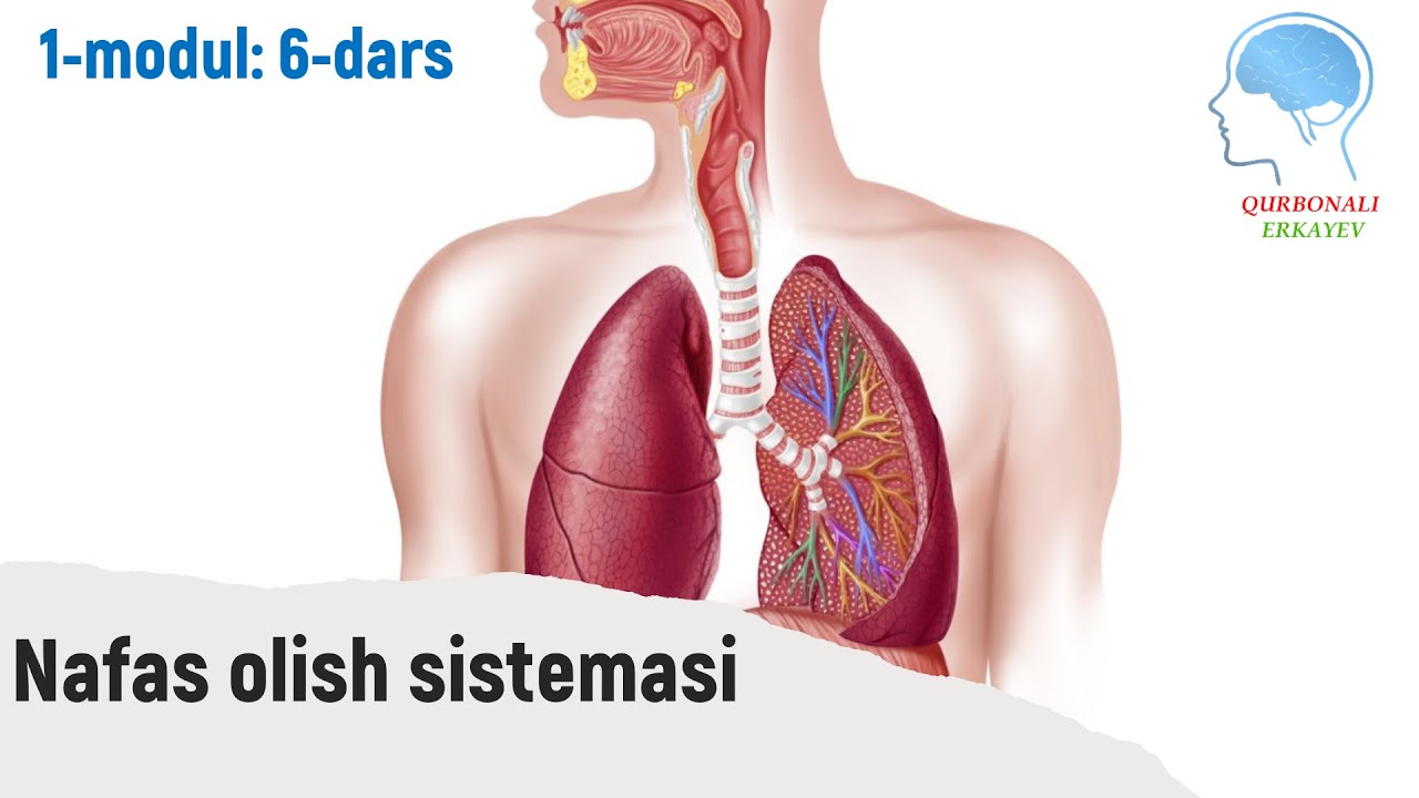 Nafas olish sistemasi. O'pka fiziologiyasi ||  Нафас олиш системаси. Ўпка физиологияси