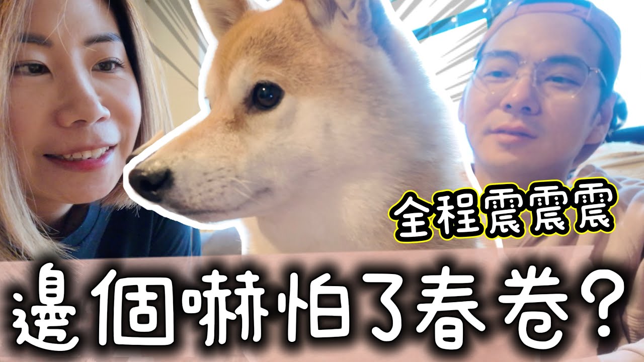邊個嚇怕了春卷？😨膽小又八掛的柴犬最不喜歡是甚麼？害怕到全程騰騰震🤢 @shibaharumaki