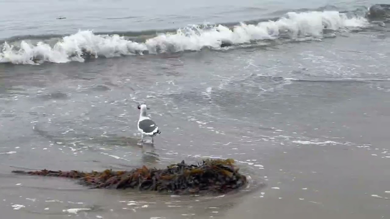 Shorebirds, by Kari Cruver Medina