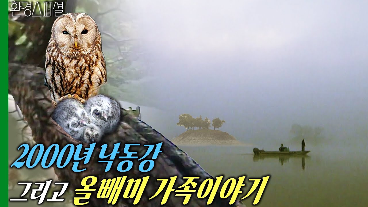 2000년, 낙동강에서 태어난 올빼미 가족 이야기 [KBS자연다큐멘터리 - 낙동강] / KBS 20001227 방송