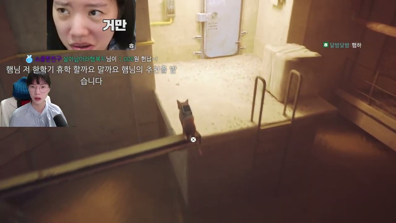 스트레이 엔딩,치코리 220724