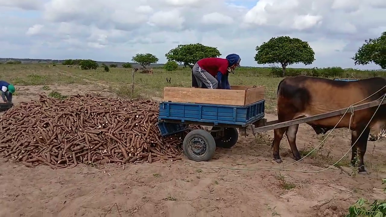 Mas um vídeo mostrando o meu dia dia no sítio cajueiro Lagoa salgada RN 