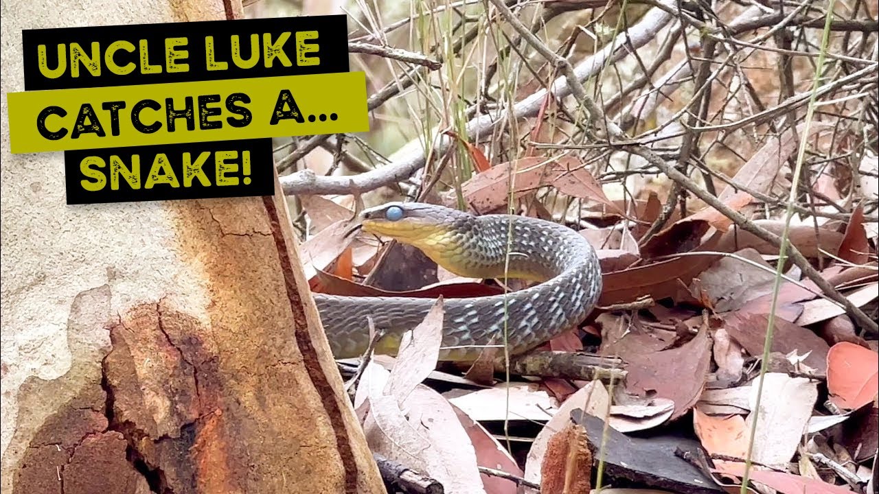 Big day … Uncle Luke catches a SNAKE!