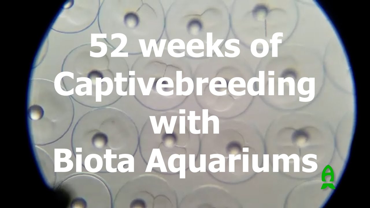 52 weeks of Captive-breeding with Biota Aquariums -1st week.
