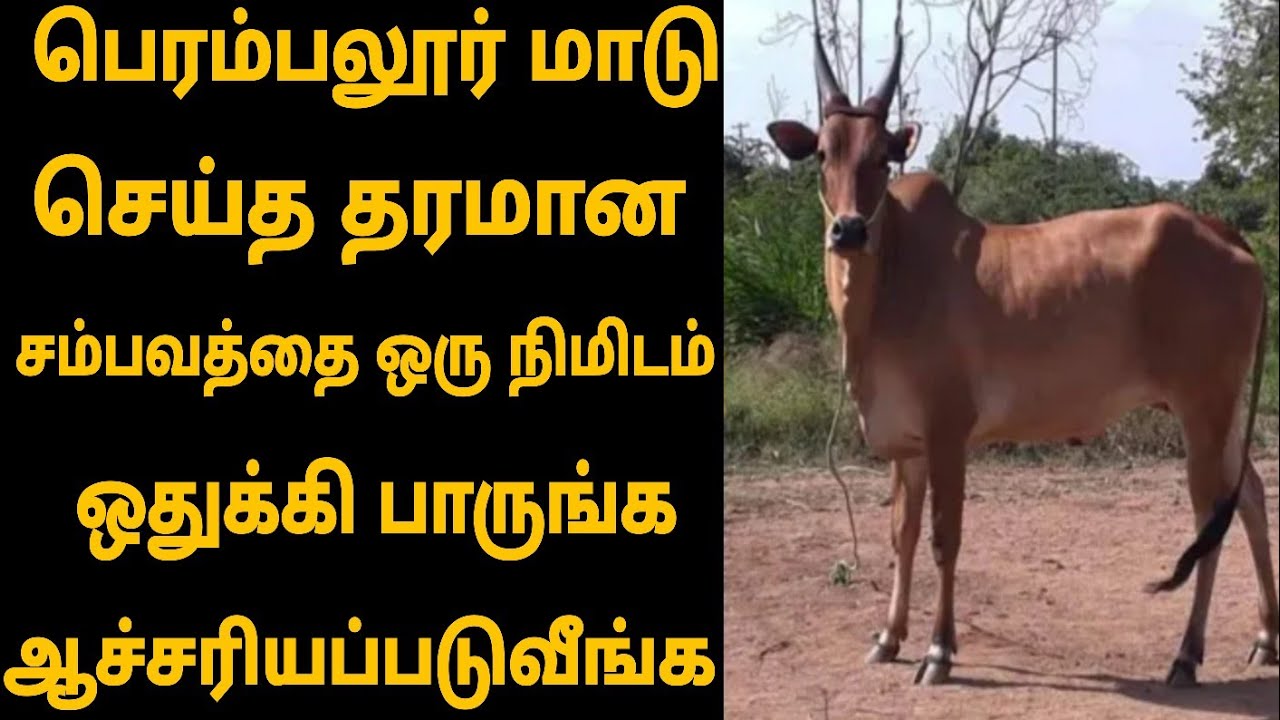 ஒரு நிமிடம் ஒதுக்கி பாருங்க (பெரம்பலூர்) மாடு செய்த தரமான சம்பவத்தை 