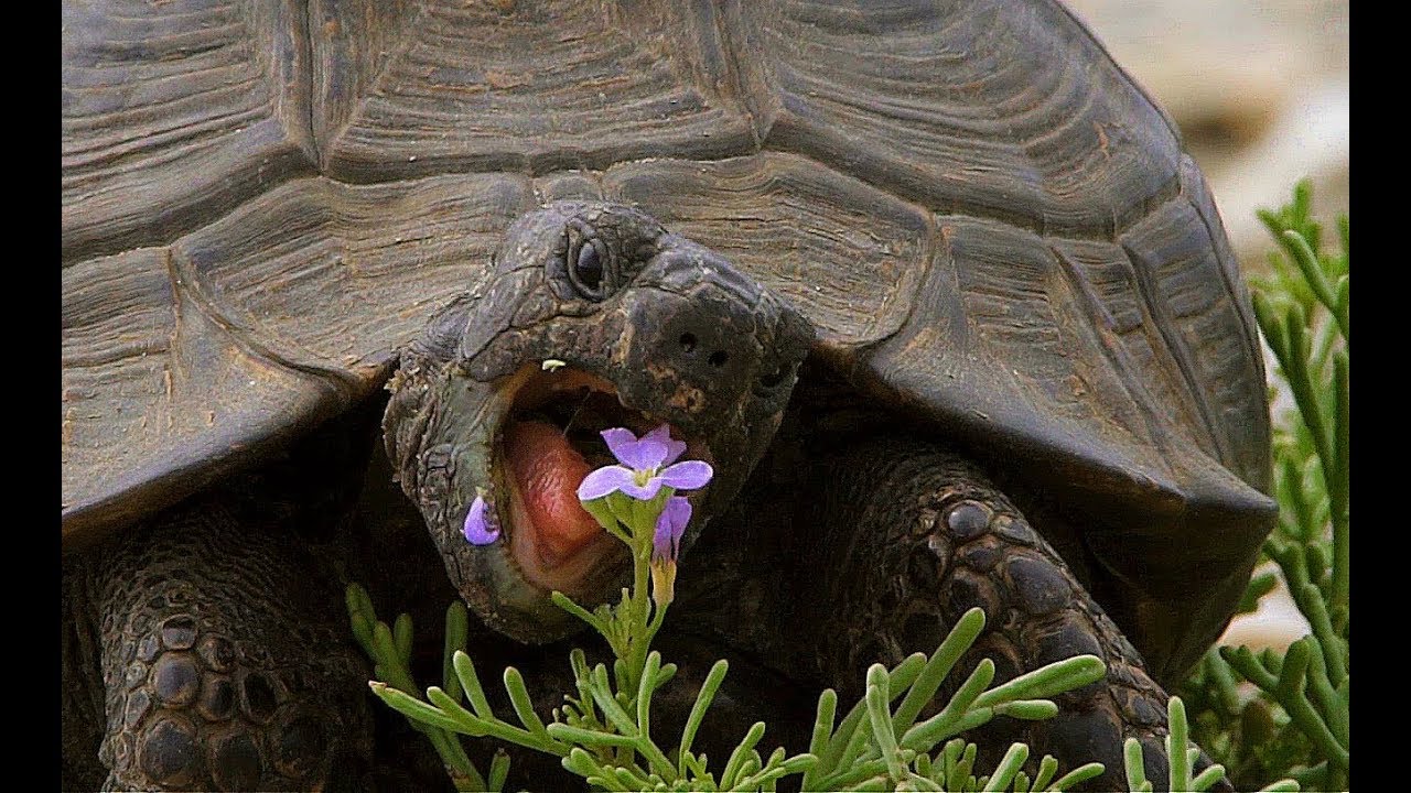 Средиземноморская черепаха (Testudo graeca) - Greek Tortoise | Film Studio Aves