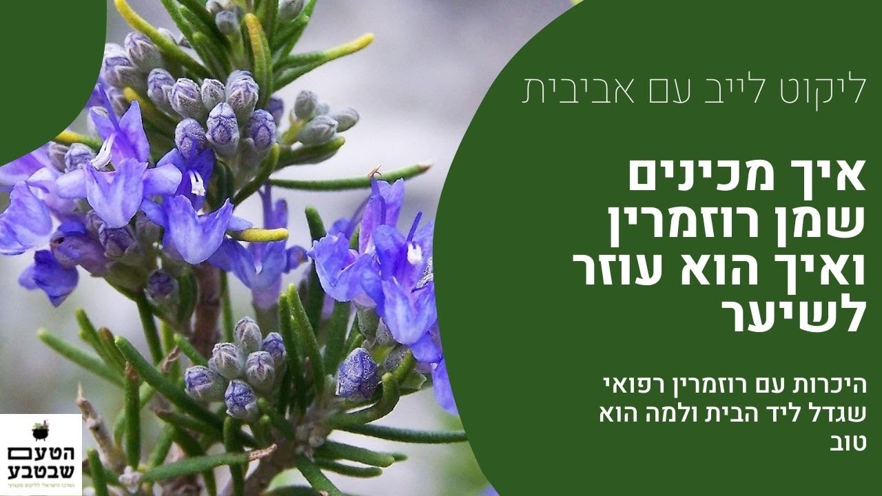 איך מכינים שמן רוזמרין ואיך הוא עוזר למניעת איבוד שיער?