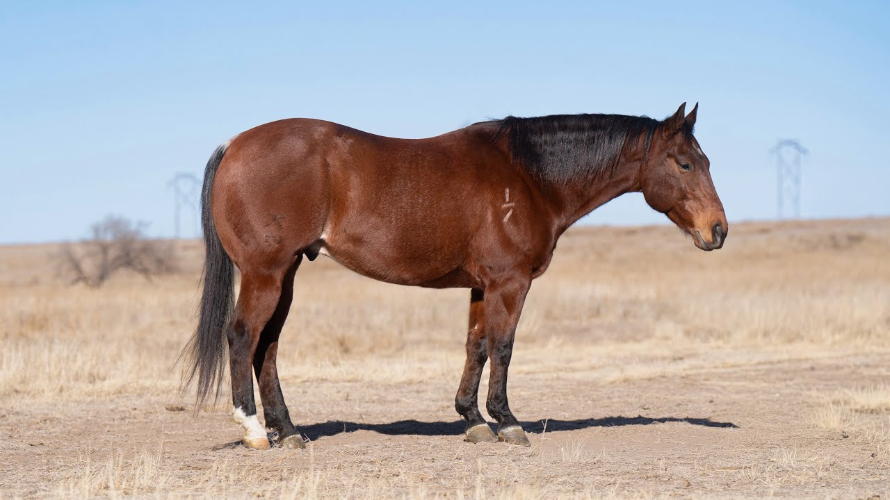 Hugh! solid GENTLE using horse that good as gold! selling on @horsebid
