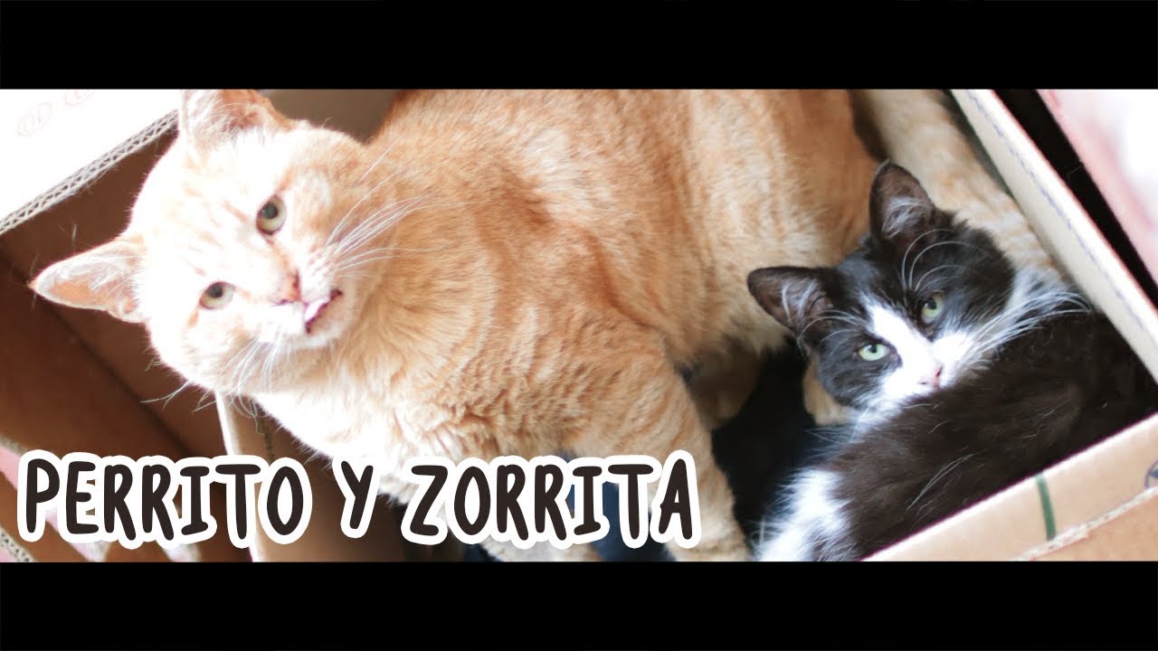 ¿¿MÁS GATOS?? ♥ PERRITO Y ZORRITA ♥ #StoryTime