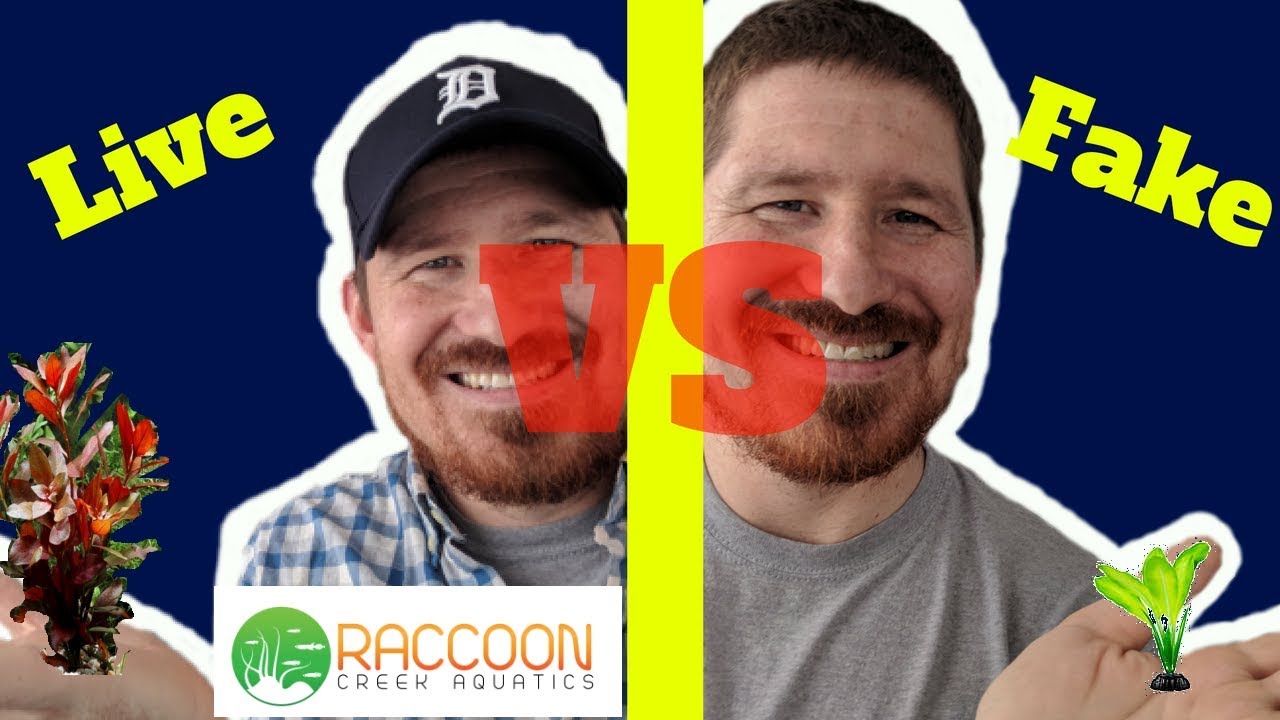 Debate: Live Plants VS Fake Plants in a Fish Tank