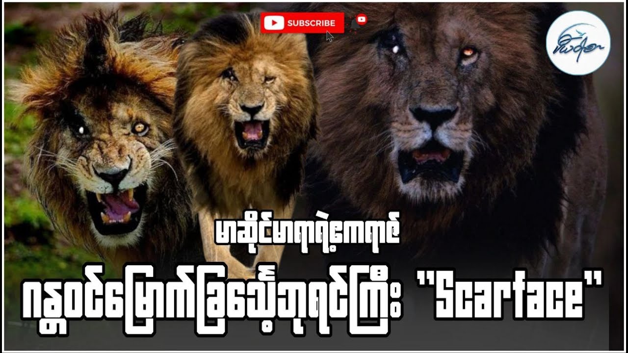 မာဆိုင်မာရာရဲ့ဧကရာဇ် ဂန္တဝင်မြောက်ခြင်္သေ့ဘုရင်ကြီး "Scarface"