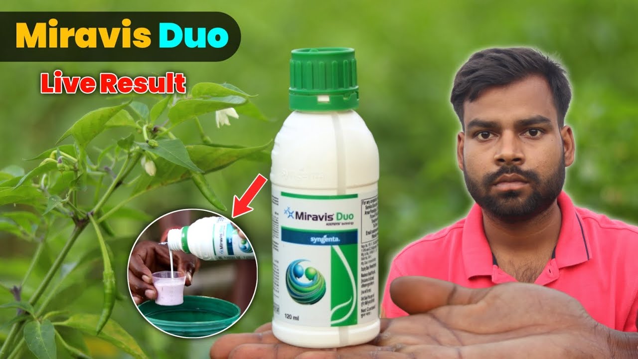 Miravis Duo Fungicide Ka Live Result देखकर मेरा होश उड़ गया | Syngenta Miravis Duo New Product